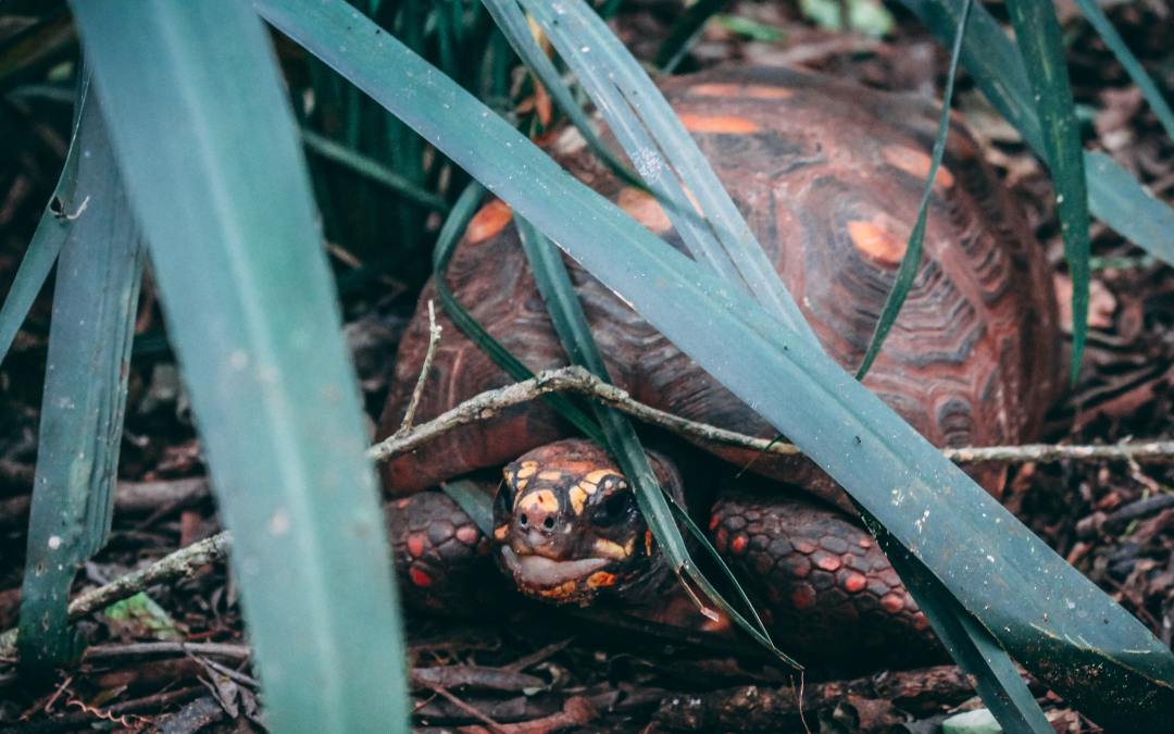 Leaders Lab Profile, Church Benevolence Ministry Volunteer Leader